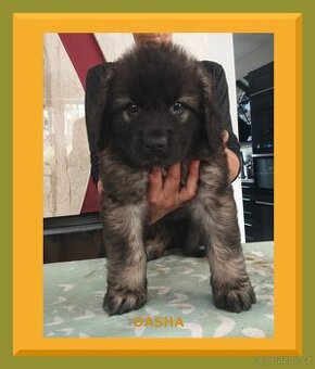 Leonberger puppies