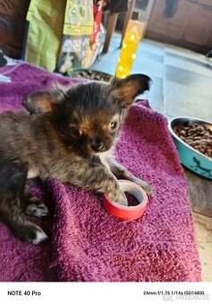 Čivava dlouhosrstá bez PP