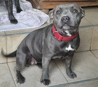 Stafordšírský bulteriér