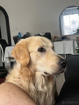 Nabízím krytí -zlatý retrívr