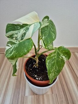 Monstera albo variegata
