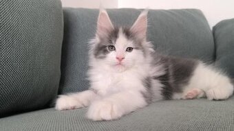 Mainský mývalí kocourek s PP