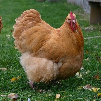 Kohouti orpingtonky - 1