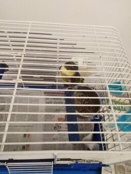 Prodám samičku glosrt