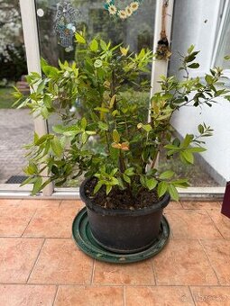 Bobkový list - Vavřín ( léčiva rostlina)