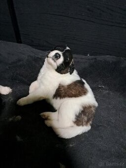 Kavkazský pastevecký pes štěňátka