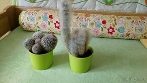 Krásné kaktusy včetně květináčů