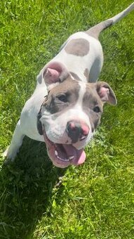 American bully xl