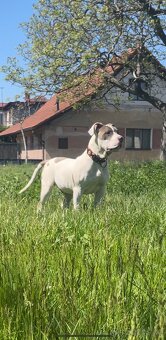 American bully xl