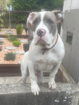 American bully xl