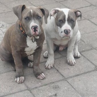 American bully xl