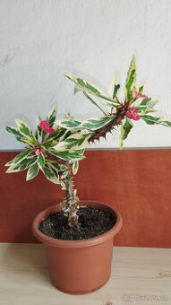 Euphorbia Milii variegated "Fireworks" (trnová koruna) - 1