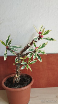 Euphorbia Milii variegated "Fireworks" (trnová koruna)