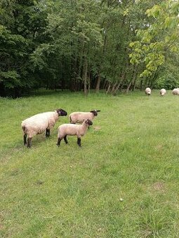 Berani Suffolk