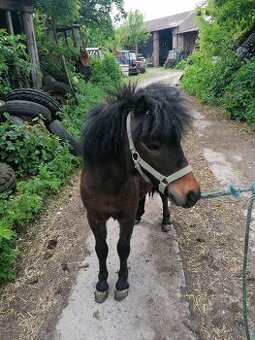 Kobylka pony - 1