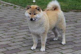 Shiba Inu s PP FCI