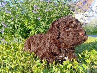 Italský vodní pes - lagotto romagnolo s PP