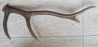 Paroh, 63 x 25 cm