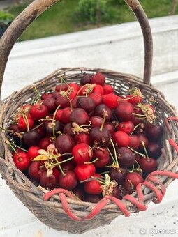 Třešně