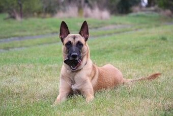 Belgický ovčák malinois