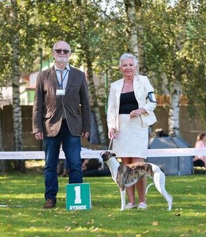 Chart angielski whippet FCI