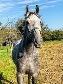 Slovensky teplokrvnik s pp