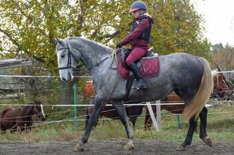 Skvělá elegantní klisna