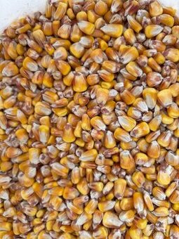 Kukuřice zrno,peletky