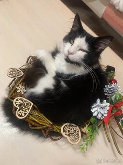 mainská mývalí kočka s PP