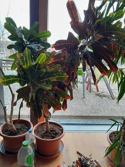 Kroton výšky 140 cm, šířky 110 cm. 4 větve.