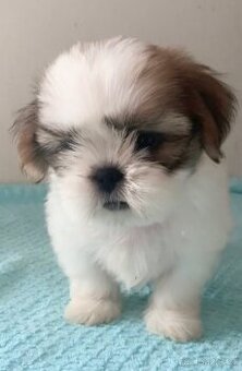 Štěňata Shih Tzu s FCI doklady