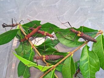 Pseudophasma subapterum