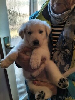 Švýcarský Ovčák