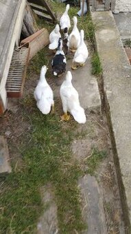 Prodám kachny pižmové / čínská.