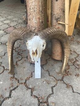 Muflon