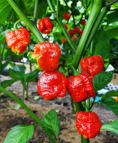Chilli papriky - sazenice - středně ostré