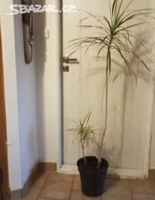 Dračena - pokojová rostlina