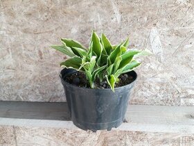 Hosta neboli Bohyška