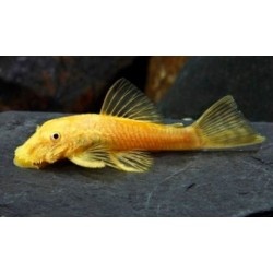 Ancitrus gold