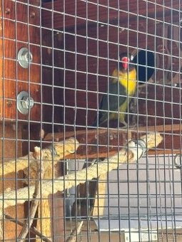 Agapornis samice