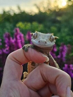 Pagekon řasnatý / ciliatus