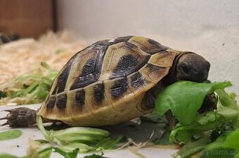 Suchozemské želvy zelenavé