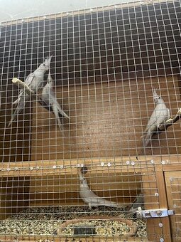 Letošní korely albino