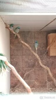 Alexandr čínský samec