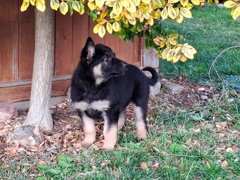 Štěňata Německý ovčák s PP