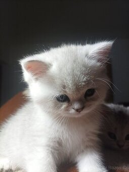 Luxusní koťátka Britské činčily