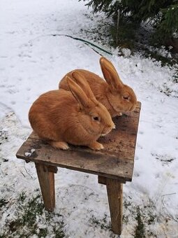 Burgundský králík