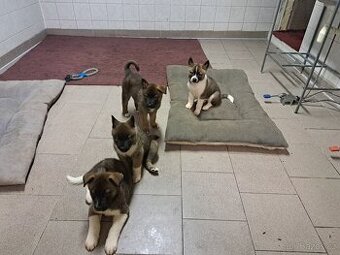 Štěňátka Americká Akita bez pp