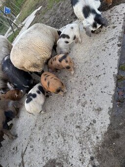 Čistokrevná selata Kune kune