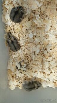 Křečík džungarský